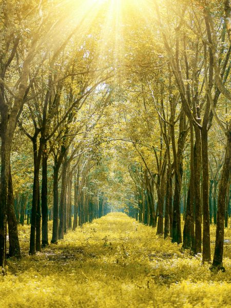 pexels-minan1398-1006121